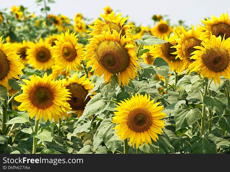 Blooming sunflower field. Shallow depth of field