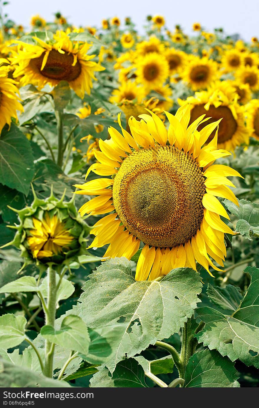 Blooming Sunflower