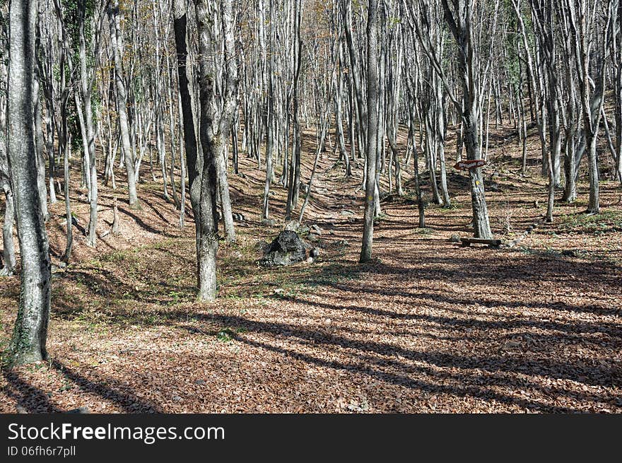 Autumn forest, sunny weather, yellow leaves, bare trees, mountainous landscape