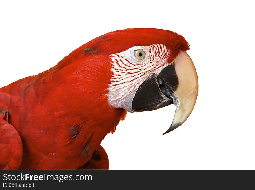 Portrait of scarlet macaw with white background. Portrait of scarlet macaw with white background