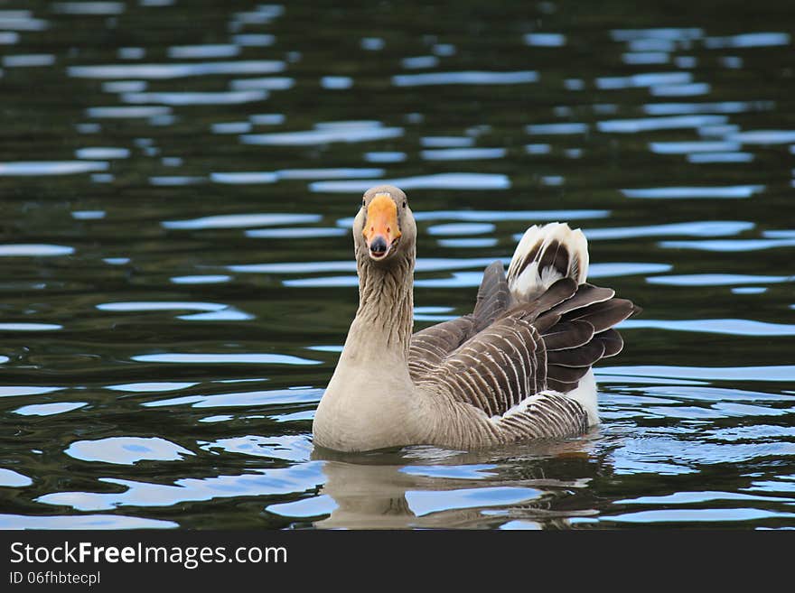 Wild goose swimming in lake