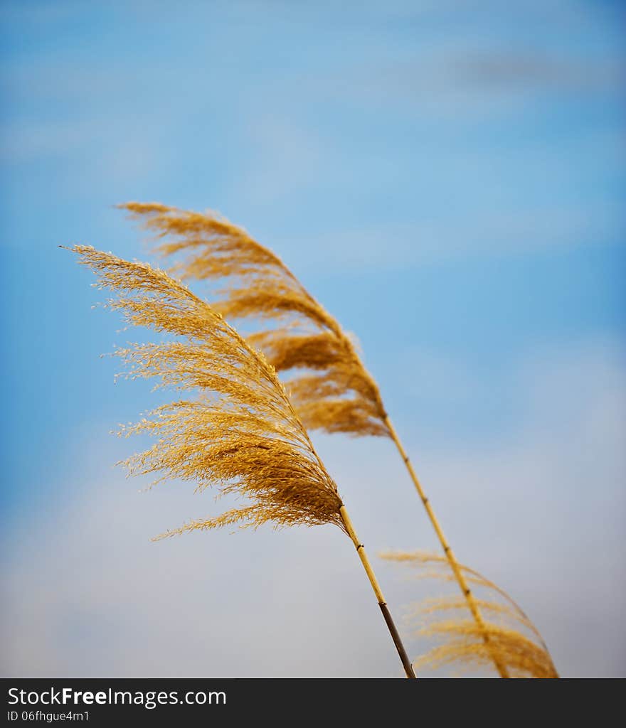 Bulrush on blue sky background, fall day. Bulrush on blue sky background, fall day