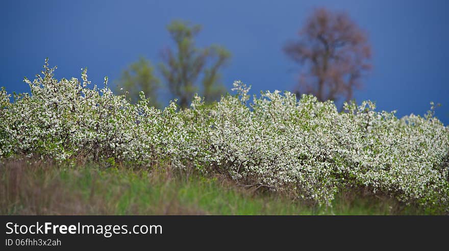 Spring flowering shrubs in the blurry background of blue sky. Spring flowering shrubs in the blurry background of blue sky