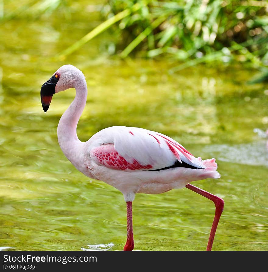 Flamingo leisurly wading in river. Flamingo leisurly wading in river