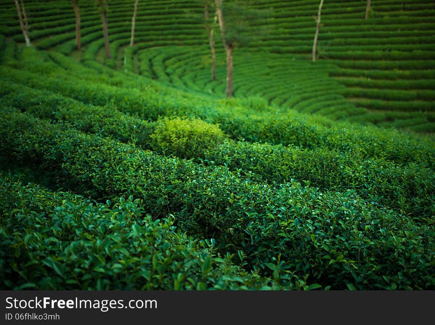 Green tea plantation