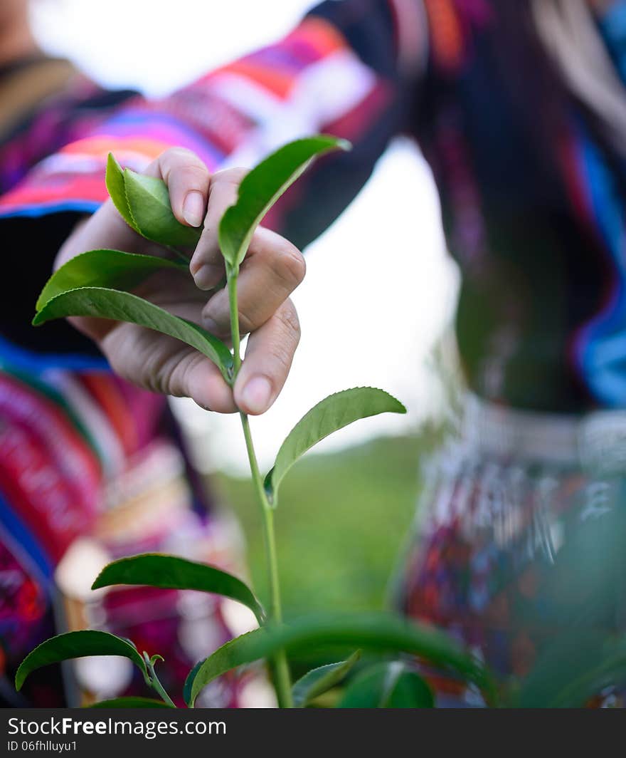 Farmer picking green tea's peak. Farmer picking green tea's peak