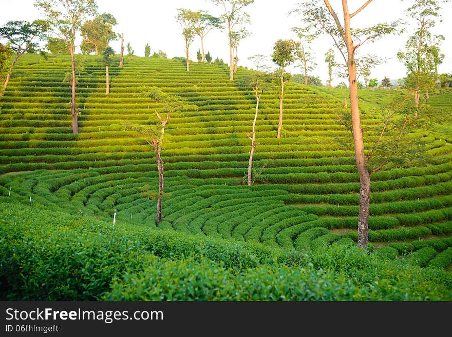 Green Tea Plantation