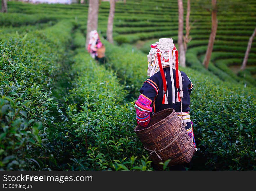 Hill tribe harvester tea farmer