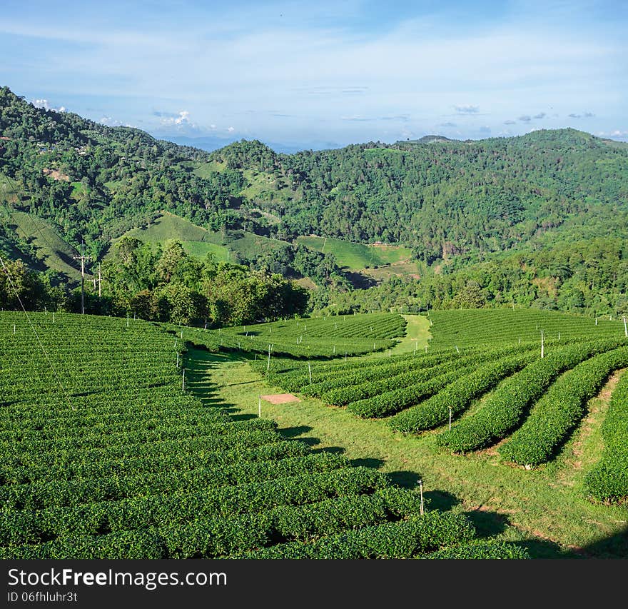 Green tea plantation field in the mountain