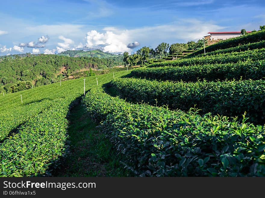 Rows Of Green Tea Plantation