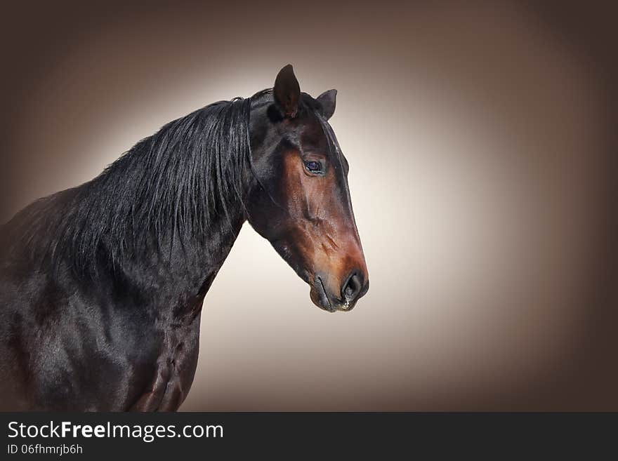 Redhead Orlov trotter