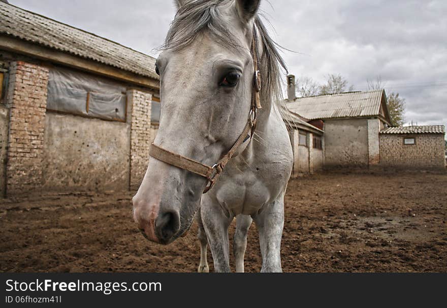 Horse in the paddock