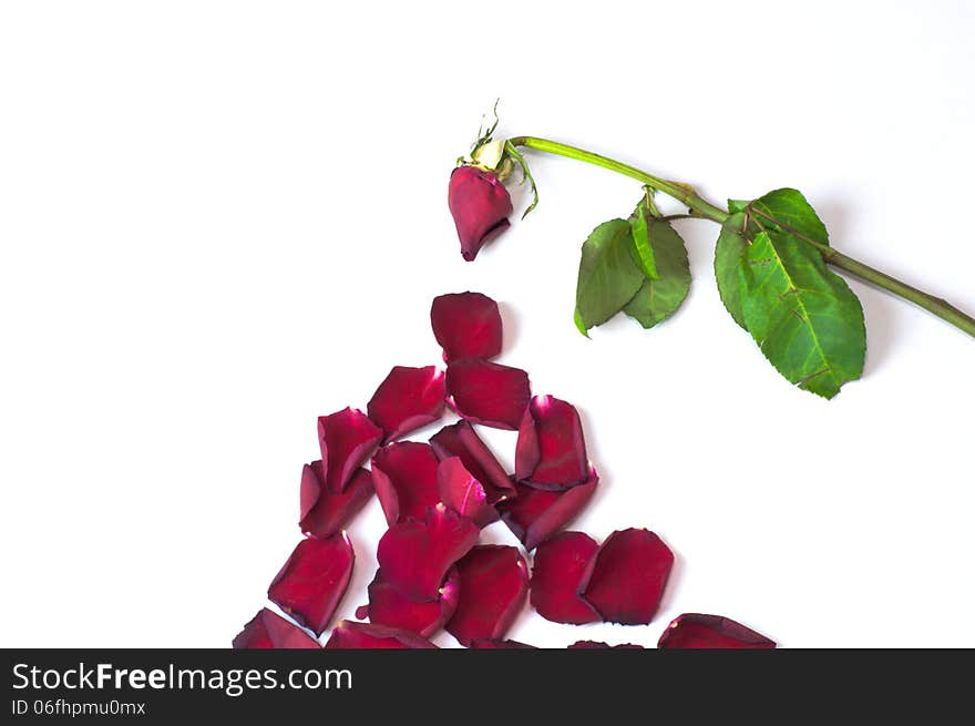 Old Rose Fallen Leaves In The Form Of A Pyramid