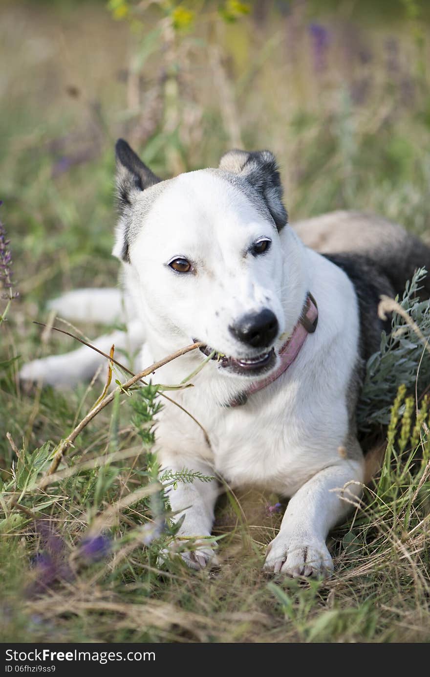 White Mixed Breed Dog With Stick