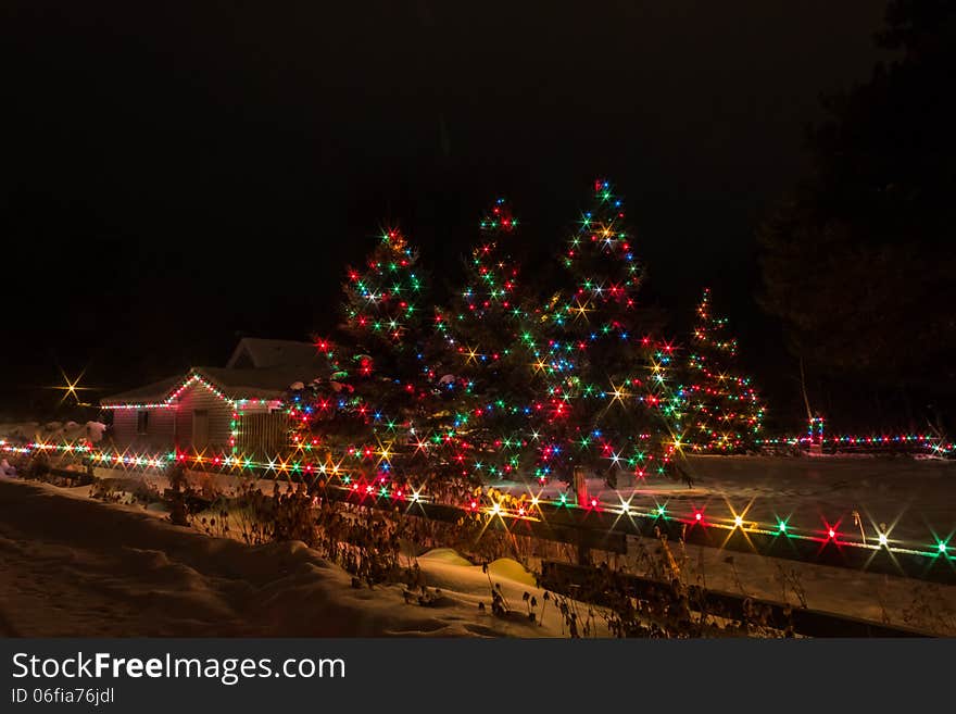 Christmas trees decorated with lights