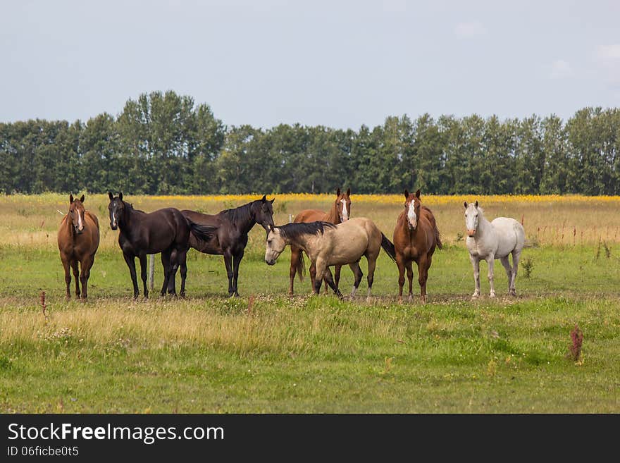 Herd of horses in the pasture