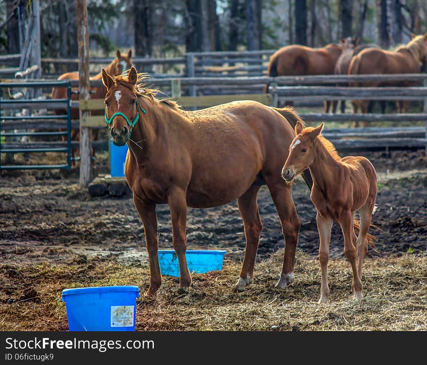 Horse and colt in the corral