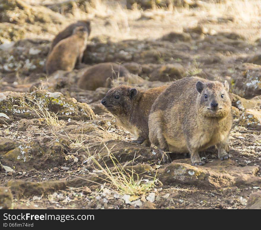 Rock Hyrax in Nakuru National Park in Kenya. Rock Hyrax in Nakuru National Park in Kenya.