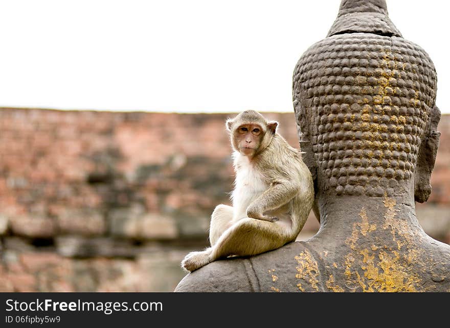 Monkey with Buddha statue in Thailand