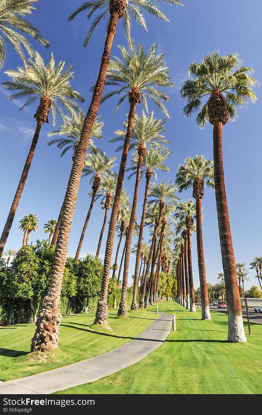 Tall rows of palm trees line a walking path. Tall rows of palm trees line a walking path