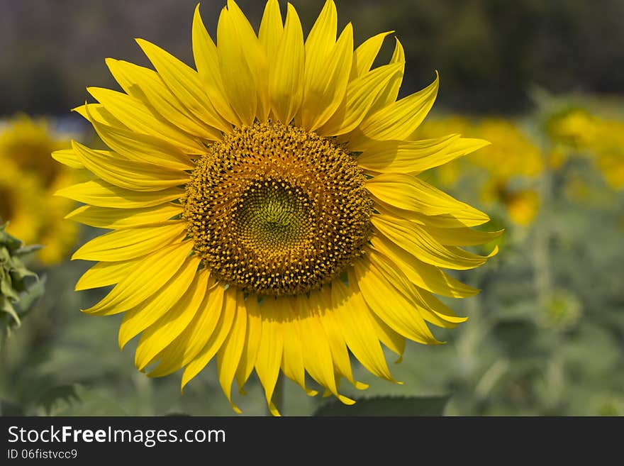 Yellow Sunflower