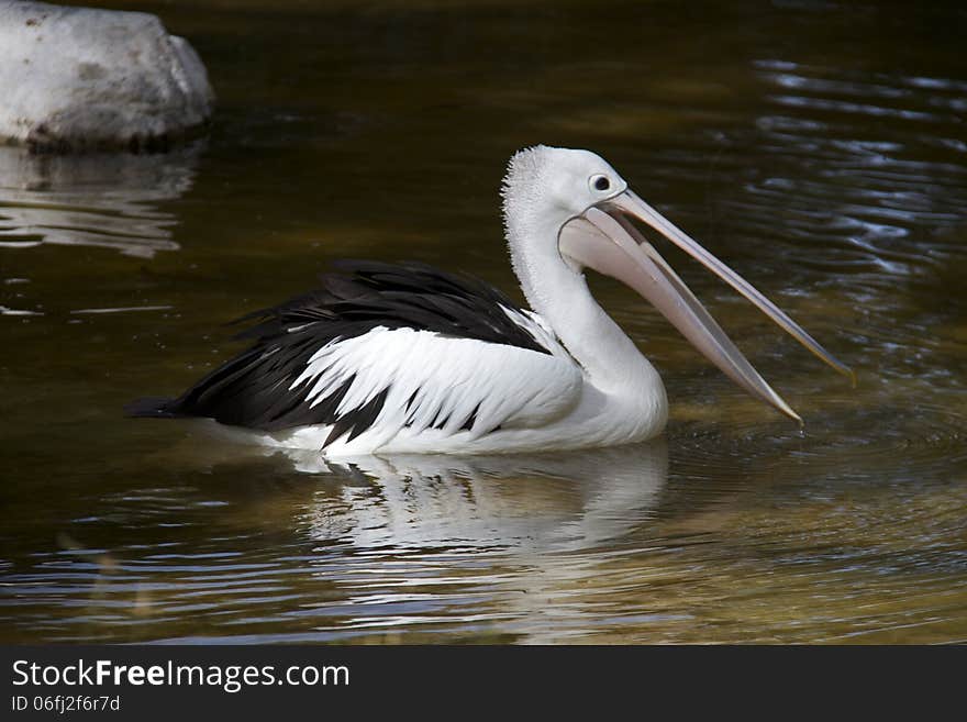 Wild Pelican in pond swimming