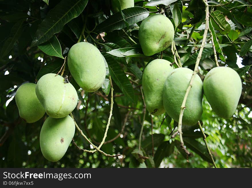 young mango fruit with skin still sparkling