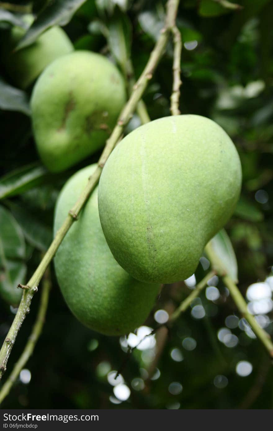 young mango fruit with skin still sparkling