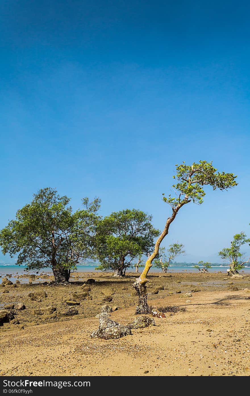 Low tide at seaside