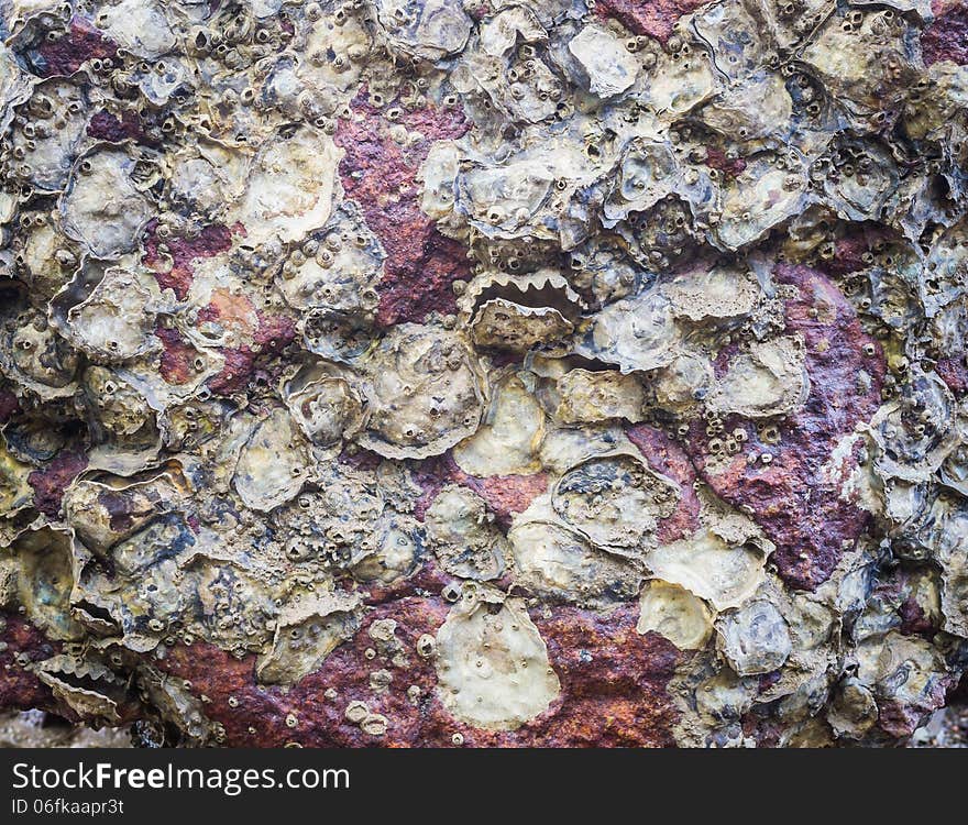 Texture of oyster on the rock under sunlight