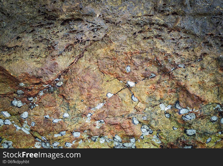 Texture Of Sea Animal On The Rock