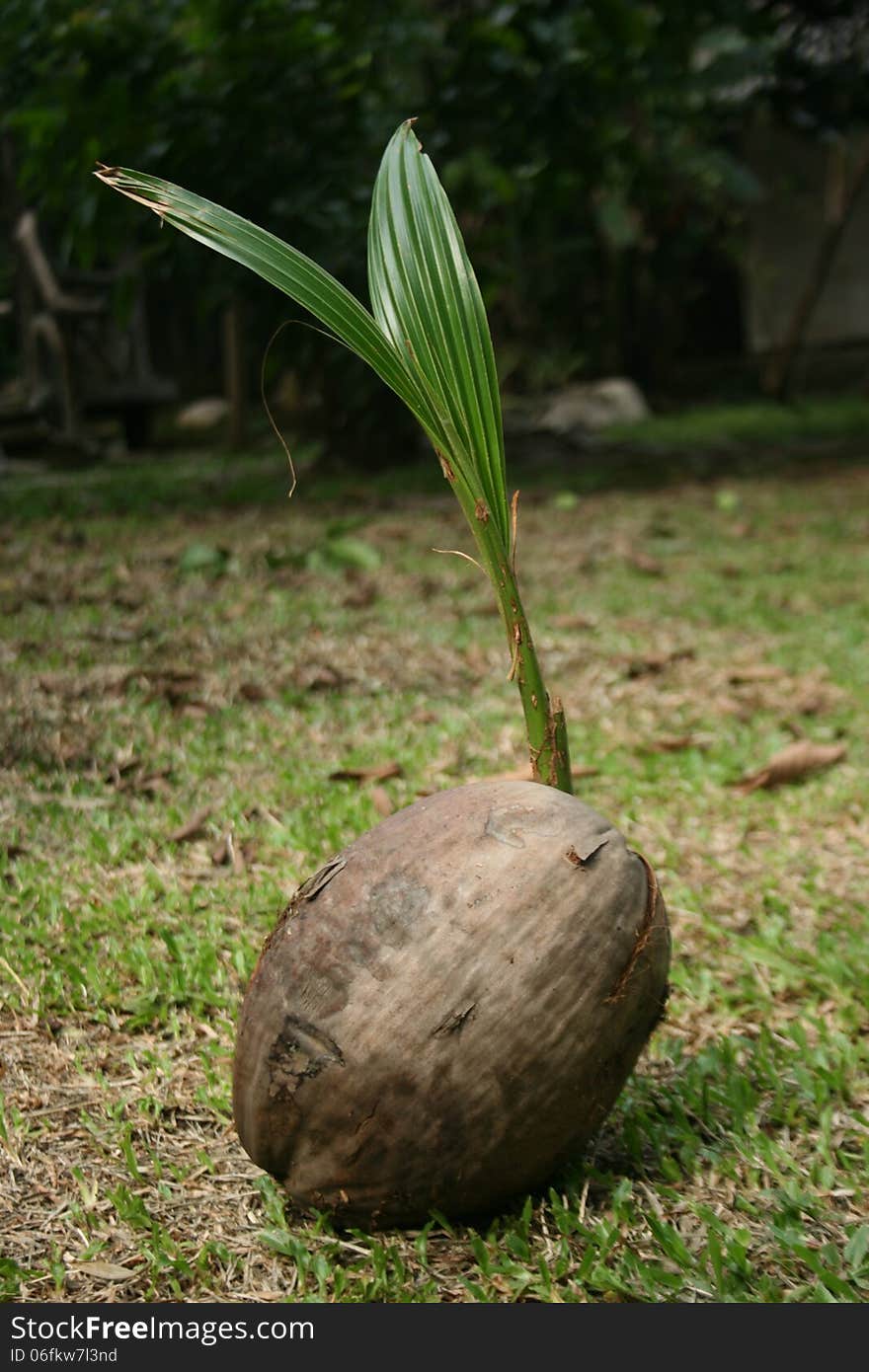 Coconut shoots