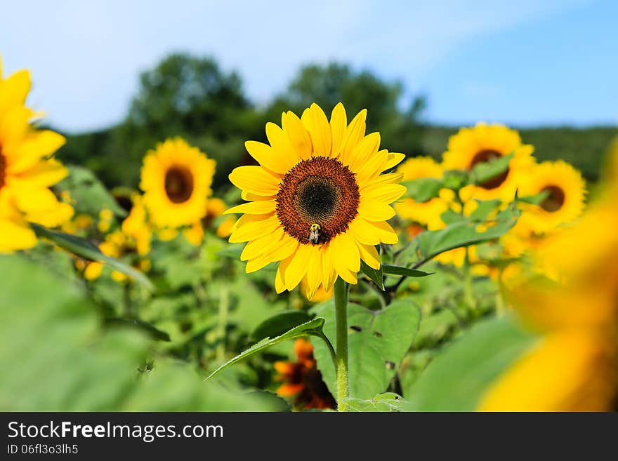 Sunflower field blue sky with Bee