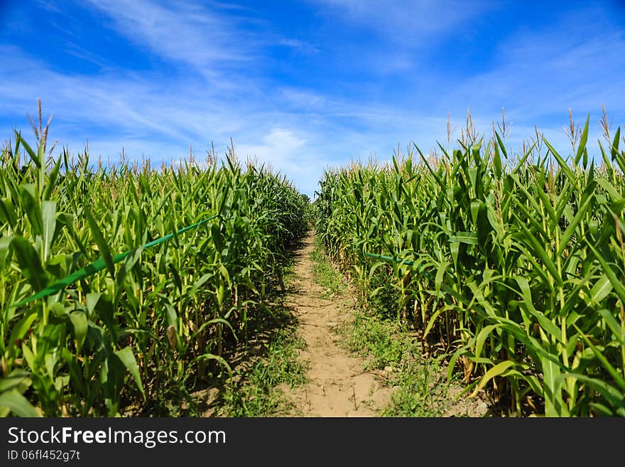 Cornfield Background Blue Cloud Sky