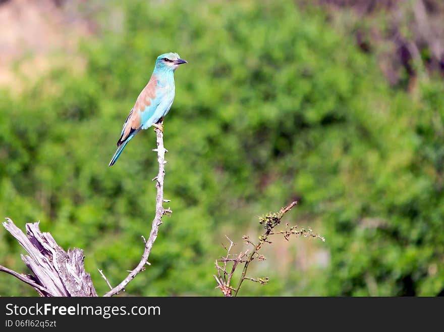 Lilac Breasted Roller, Coracias caudatus