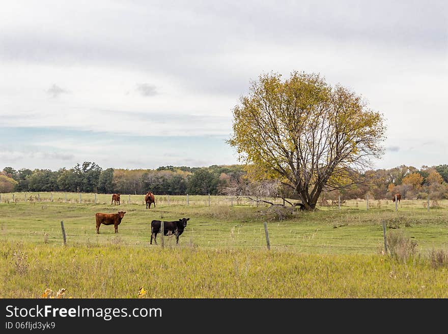 Cows standing in the pasture