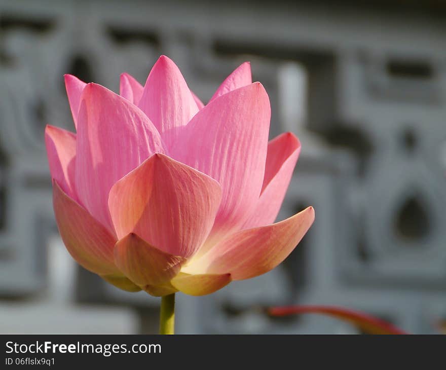 A pink flowering water lily in Thailand