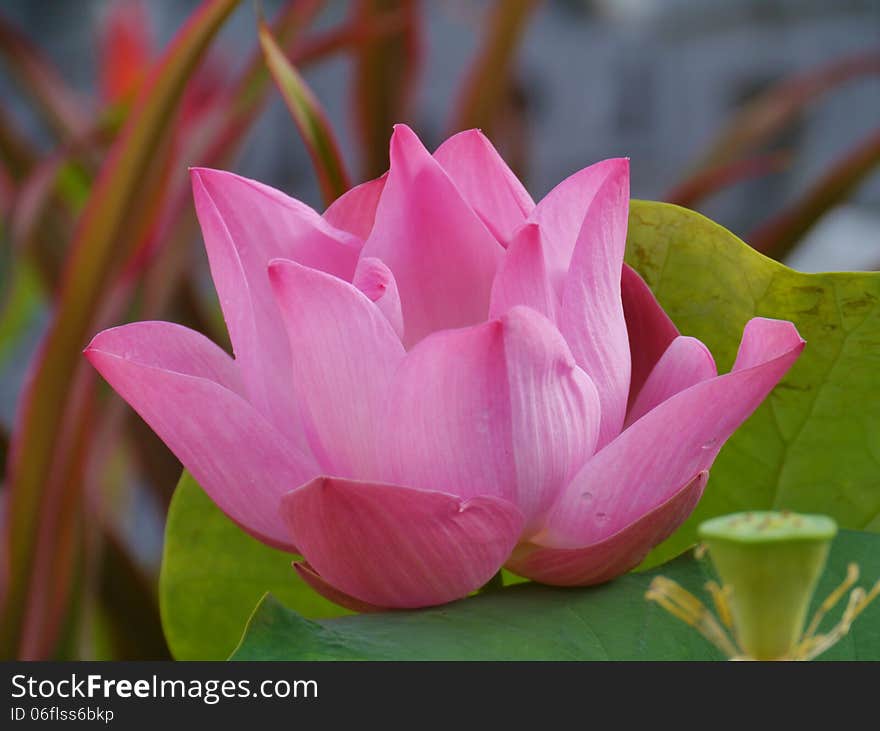 A pink flowering water lily in Thailand