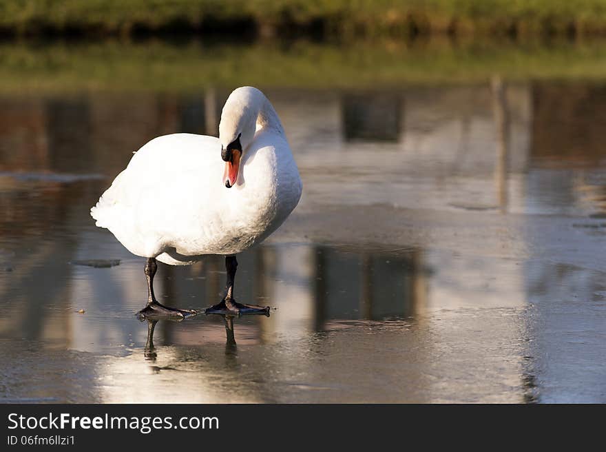 A proud swan on o small frozen pond. A proud swan on o small frozen pond.