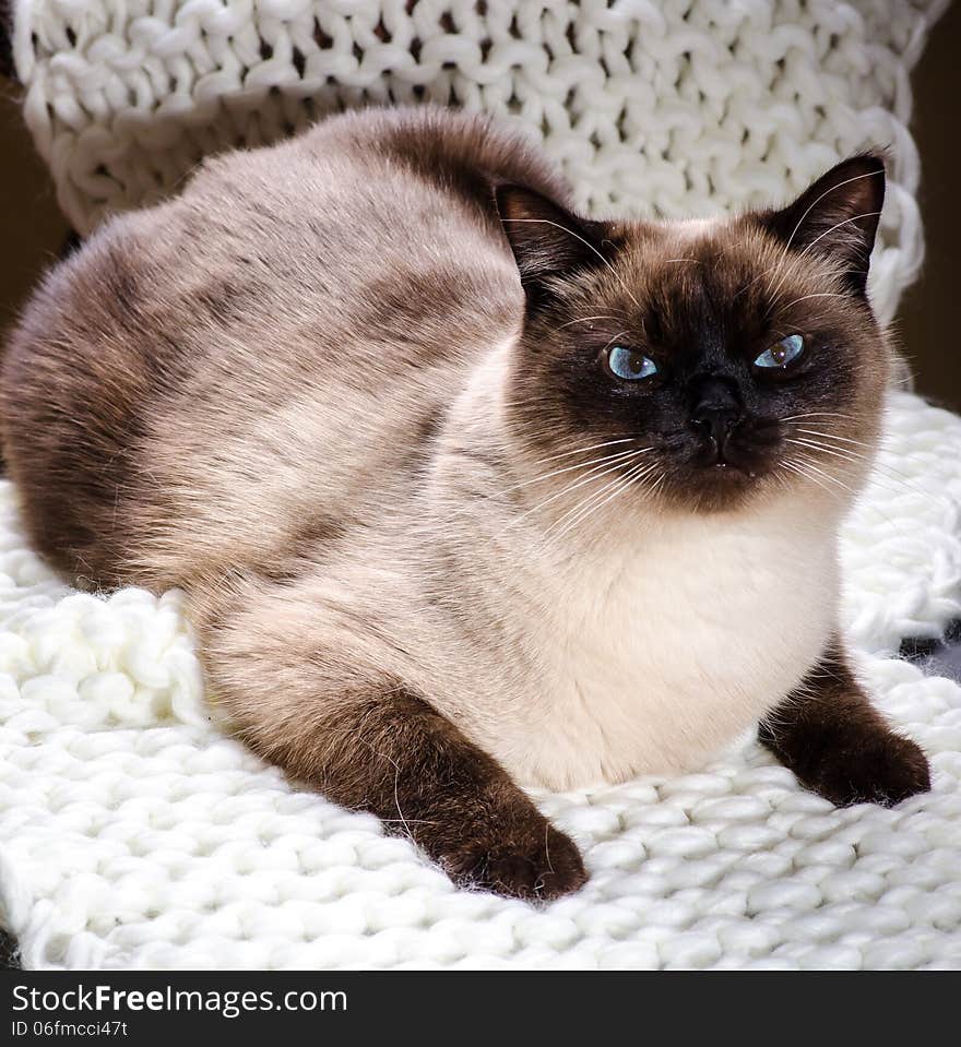 Male Siamese cat with funny face