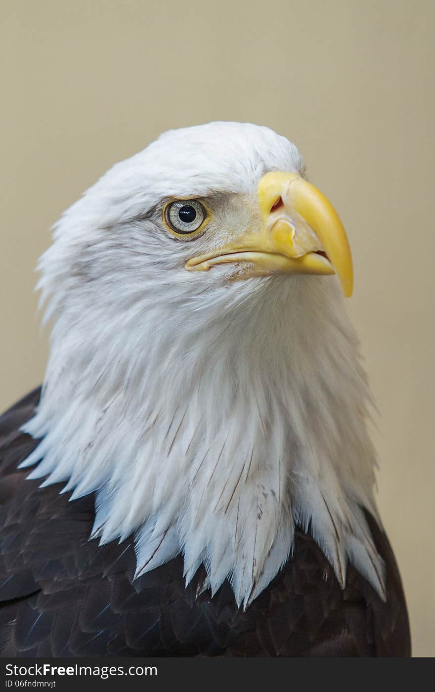 Detail of bald eagles head