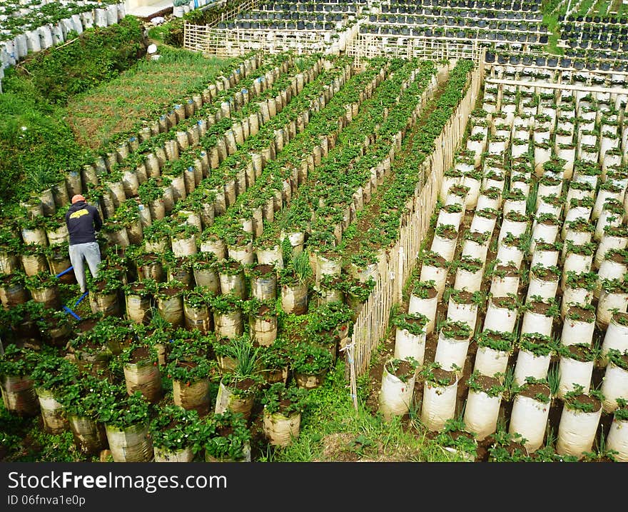 Strawberry fruit orchard in the peak region ciwedey bandung, west java, Indonesia