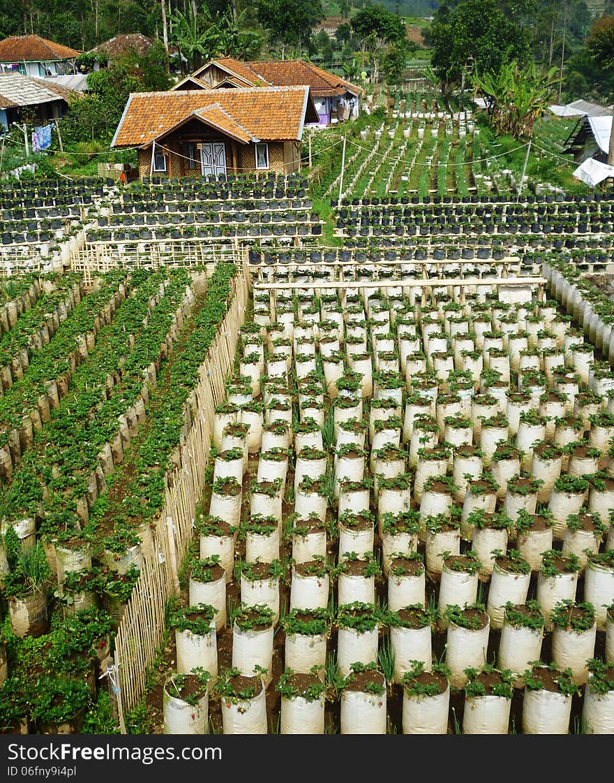 Strawberry fruit orchard in the peak region ciwedey bandung, west java, Indonesia