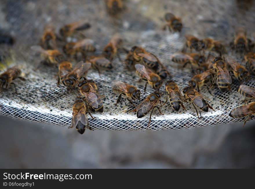 Bees feed to collect honey. Bees feed to collect honey