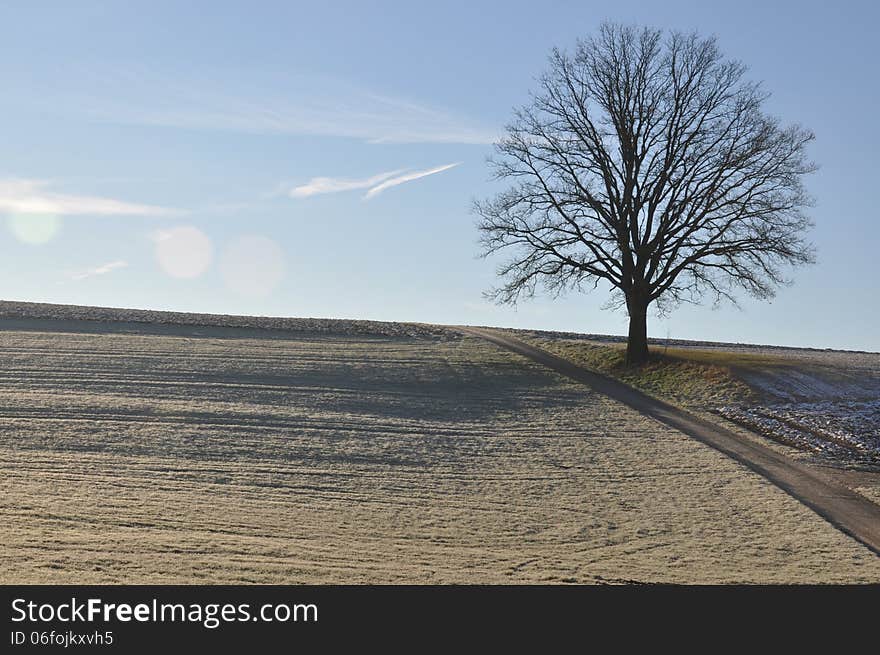 Lonesome oak tree in frozen winter landscape. Lonesome oak tree in frozen winter landscape