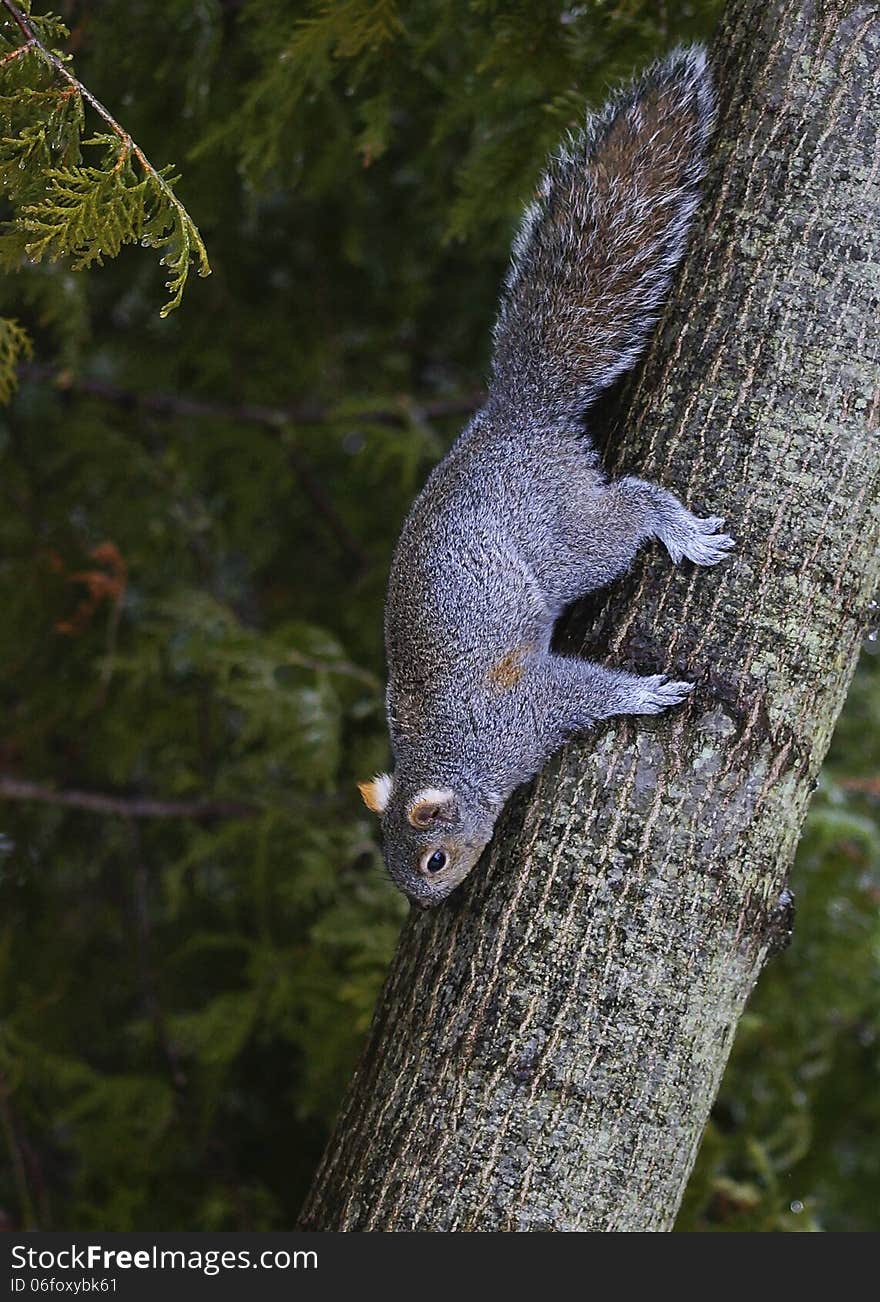 Eastern Gray Squirrel - Sciurus carolinensis