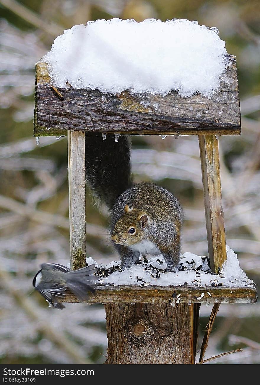 An eastern gray squirrel (Sciurus carolinensis) protects its food supply at a backyard feeder from a brave Chickadee. An eastern gray squirrel (Sciurus carolinensis) protects its food supply at a backyard feeder from a brave Chickadee.