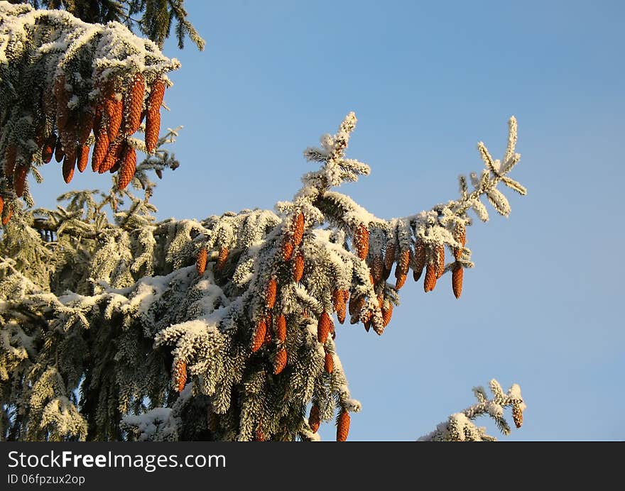 Snowy fir tree on a blue sky background