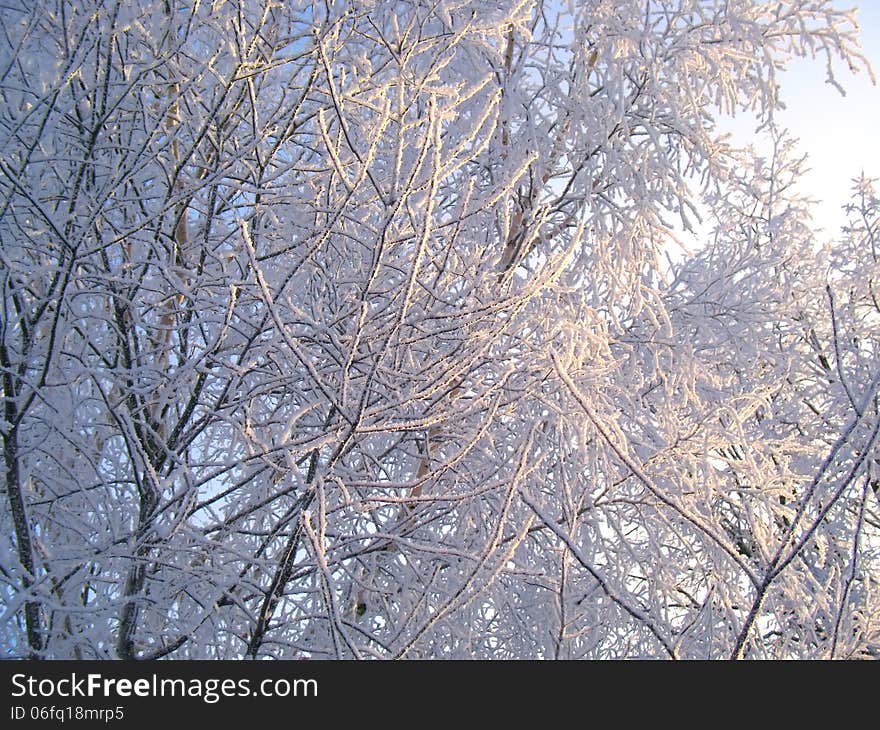 Winter trees under snow on a blue sky background