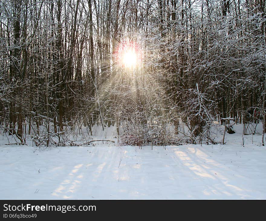 Sunshine In A Winter Forest